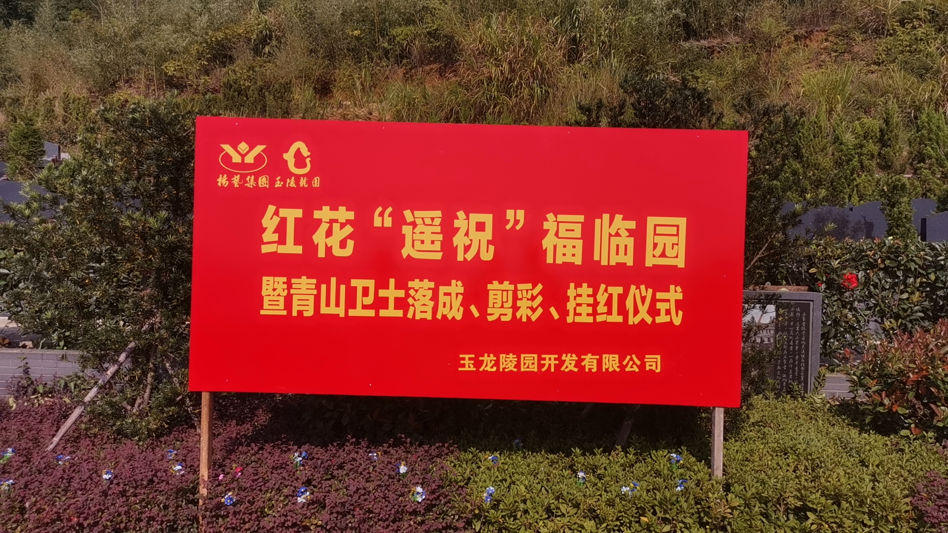 红花传爱意，情满玉龙园！